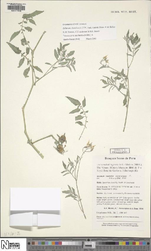 Solanum chmielewskii - BM000778180