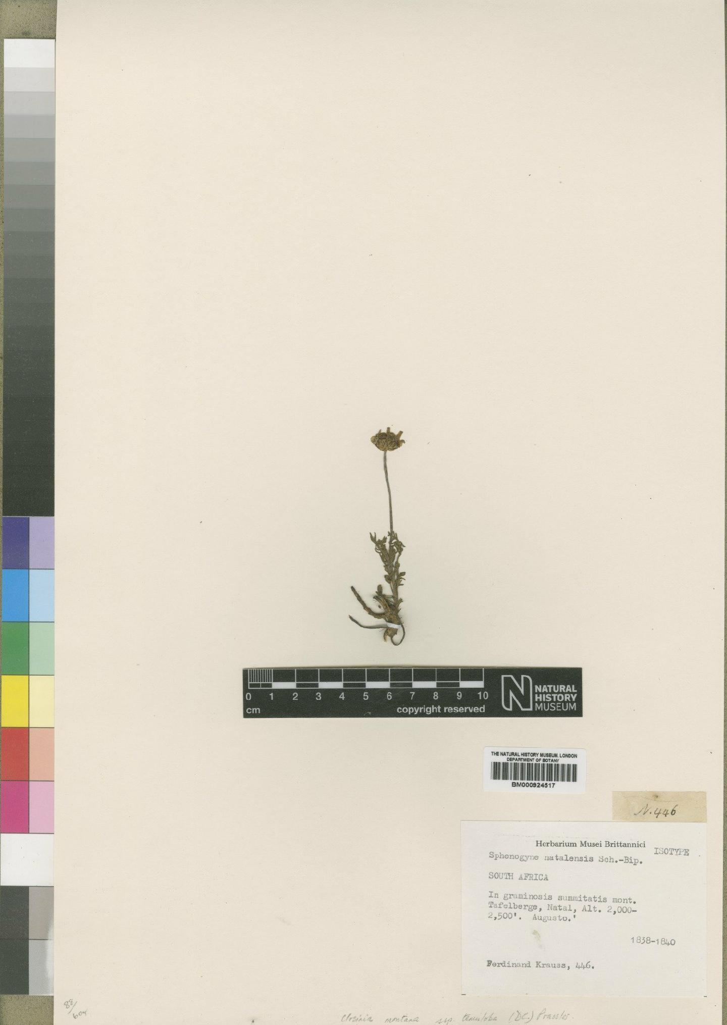 To NHMUK collection (Ursinia montana subsp. tenuiloba (DC.) Prassler; Isotype; NHMUK:ecatalogue:4529531)