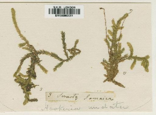 Hookeriopsis undata (Hedw.) A.Jaeger - BM000862061