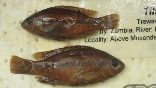 Tilapia baloni Trewavas & Stewart, 1975 - BMNH 1974.4.23.1-4, PARATYPES, Tilapia baloni c