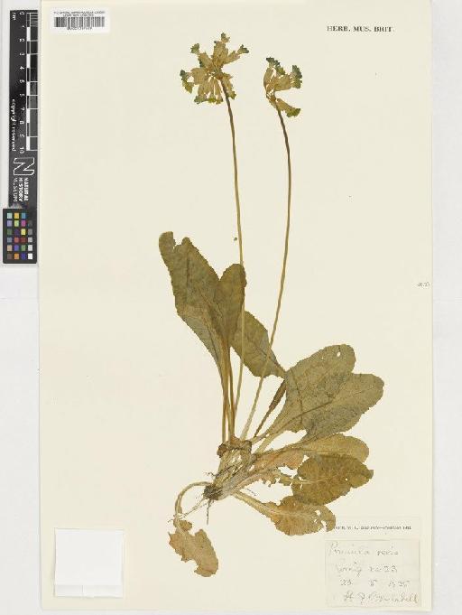 Primula veris L. - BM001037559