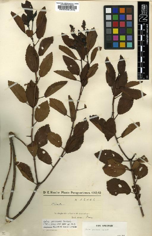 Croton perviscosus Croizat - BM000504369