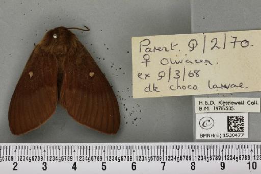 Lasiocampa quercus quercus (Linnaeus, 1758) - BMNHE_1530477_195816