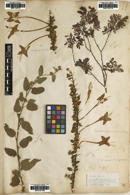 Lamiaceae Martinov - BM001047009