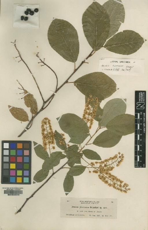 Prunus pinetorum Suksd - BM000622220