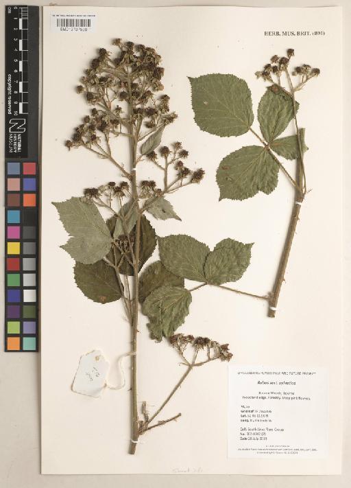 Rubus sect. Sylvatica - 013737530
