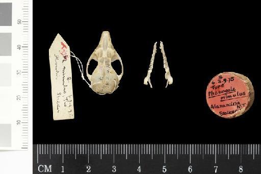 Phascogale mimulus Thomas, 1906 - 1906.3.9.75_Skull_Dorsal