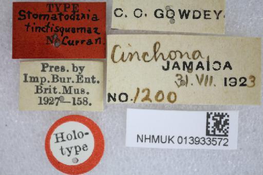 Dolichodinera tinctisquamae (Curran, 1926) - Dolichodinera tinctisquamae HT labels