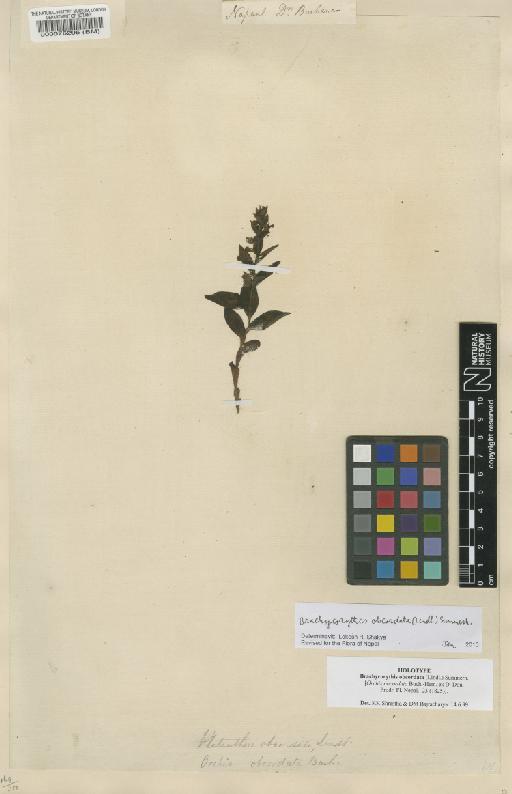 Brachycorythis obcordata (Wall. ex Lindl.) Summerh. - BM000076295