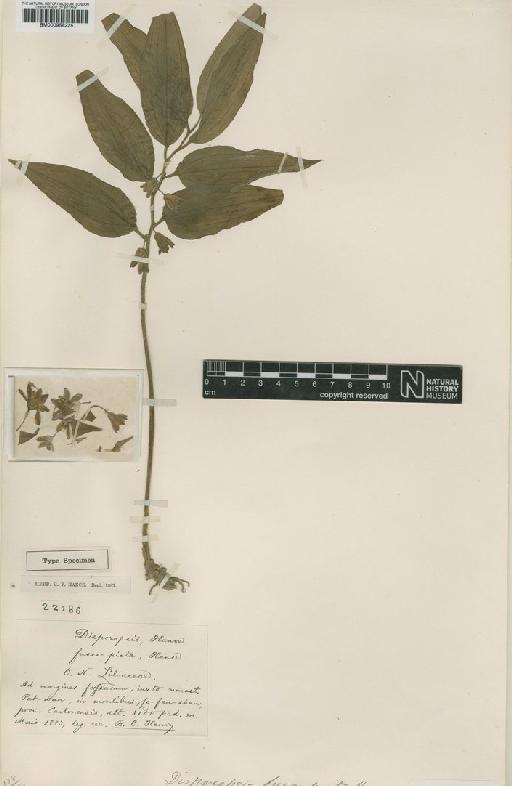 Disporopsis fuscopicta Hance - BM000958225