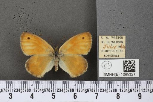 Coenonympha pamphilus ab. partimtransformis Leeds, 1950 - BMNHE_1065327_26660