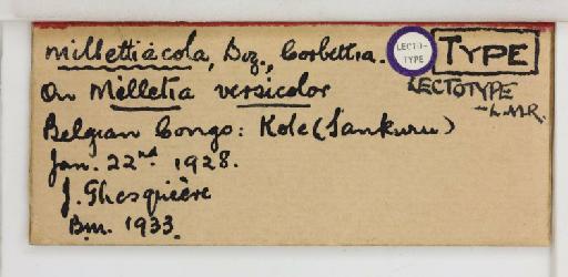 Corbettia millettiacola Dozier, 1934 - 013501331_additional