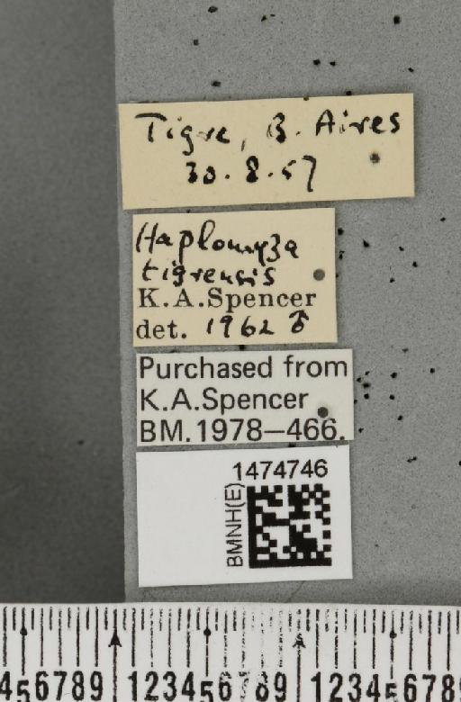 Haplopeodes tigrensis Spencer, 1963 - BMNHE_1474746_label_60703