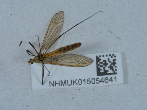Nephrotoma flavescens (Linnaeus, 1758) - 015054641_1