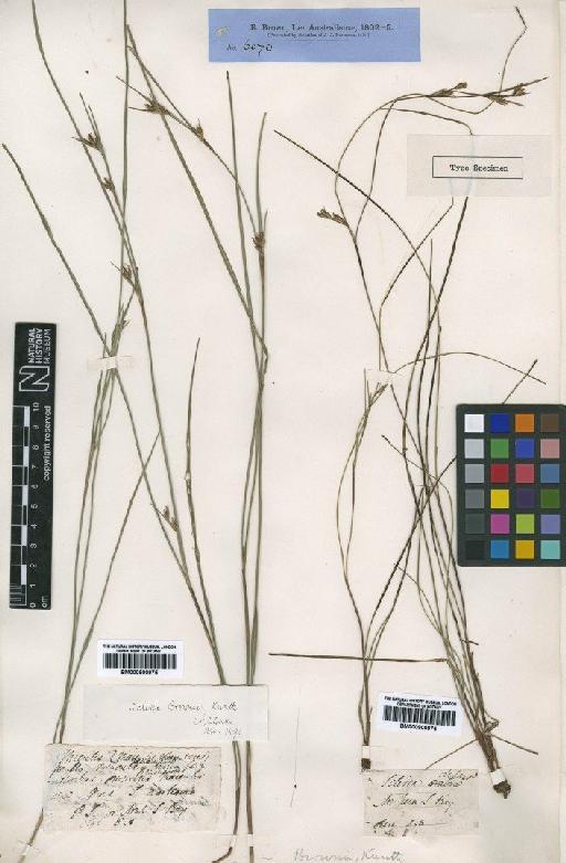 Scleria brownii Kunth - BM000900974