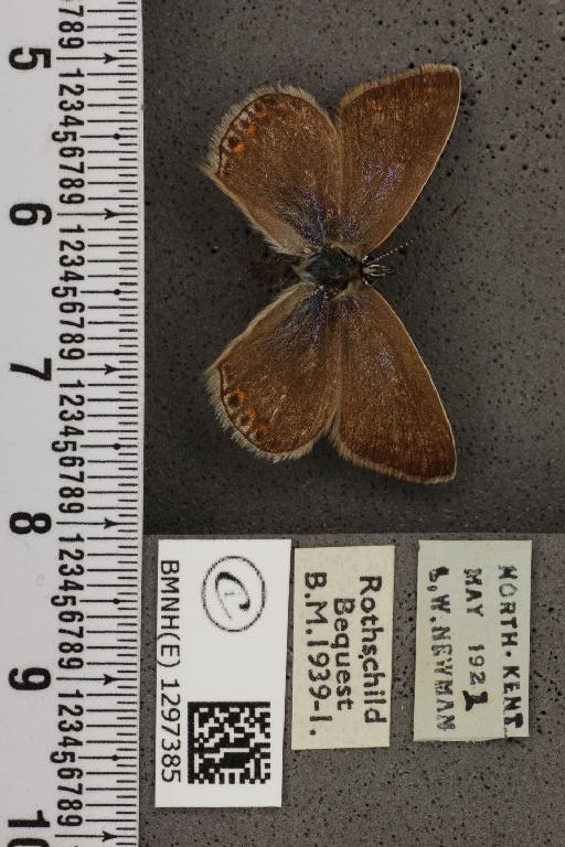 Polyommatus icarus icarus ab. anticoelunata Verity, 1943 - BMNHE_1297385_147648