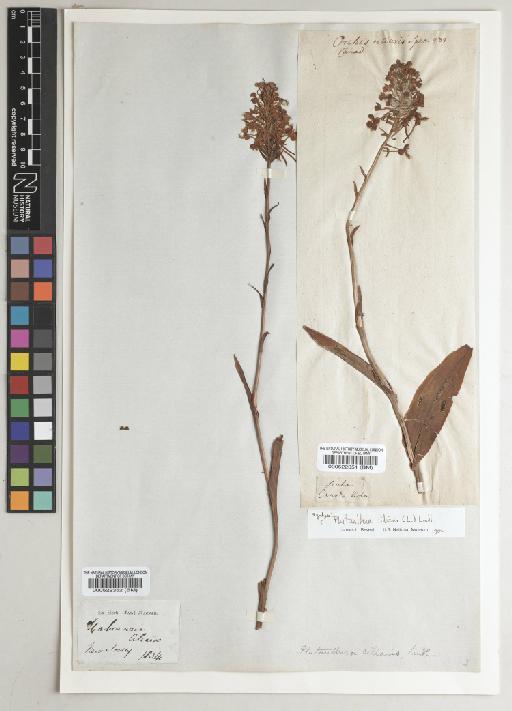 Platanthera ciliaris (L.) Lindl. - BM000522351