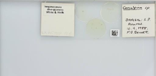 Isogonoceraia divergipennis White & Hodkinson, 1980 - 013482986_117198_1146273_157792_NonType_result