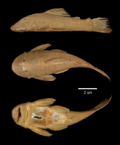 Chaetostomus brevis Regan, 1904 - 1898.11.4.33-6b; Chaetostomus brevis; type; ACSI Project image