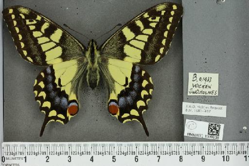 Papilio machaon britannicus Seitz, 1907 - BMNHE_1089238_64037