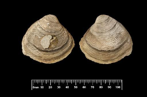 Unio ostreatus subterclass Palaeoheterodonta Morelet, 1849 - 1894.3.22.2, SYNTYPE, Unio ostreatus Morelet, 1849,