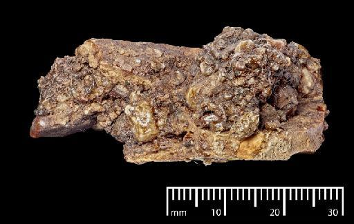 Toxodon Owen, 1837 - NHMUK PV M 102042_3