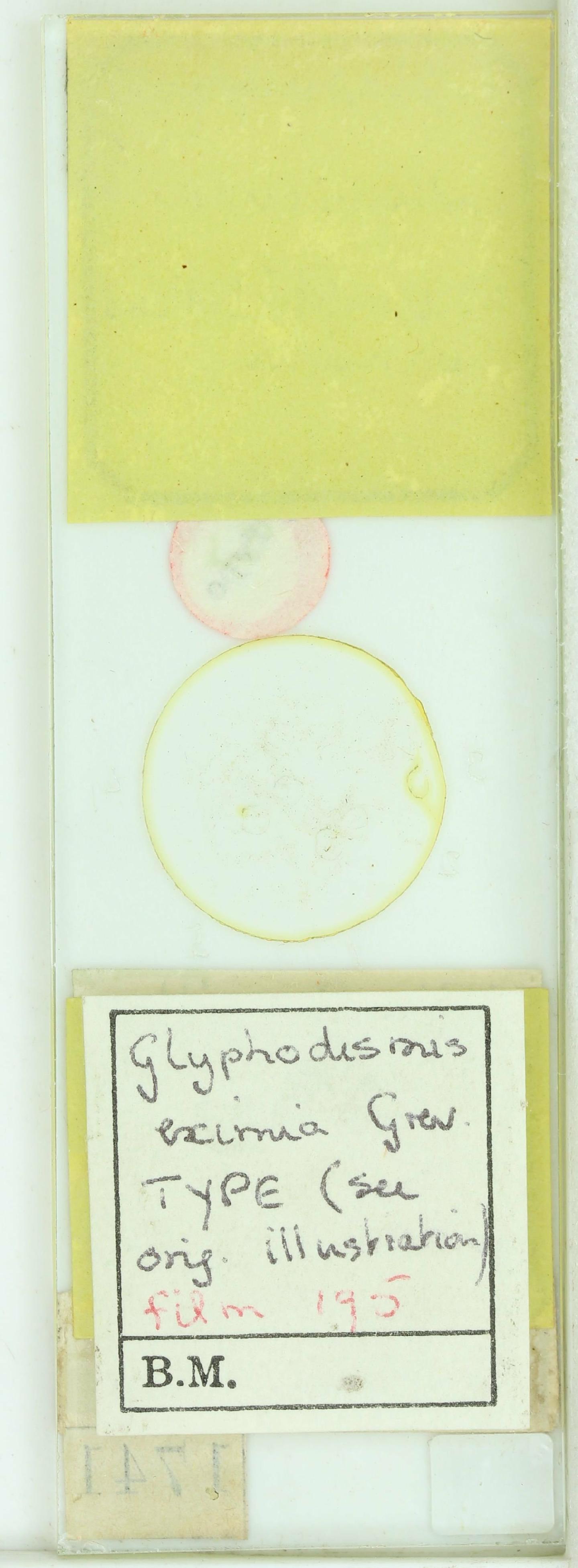 To NHMUK collection (Glyphodesmis eximia Grev.; Syntype; NHMUK:ecatalogue:4734439)