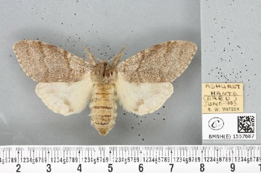 Calliteara pudibunda ab. concolor Staudinger, 1861 - BMNHE_1557687_255171