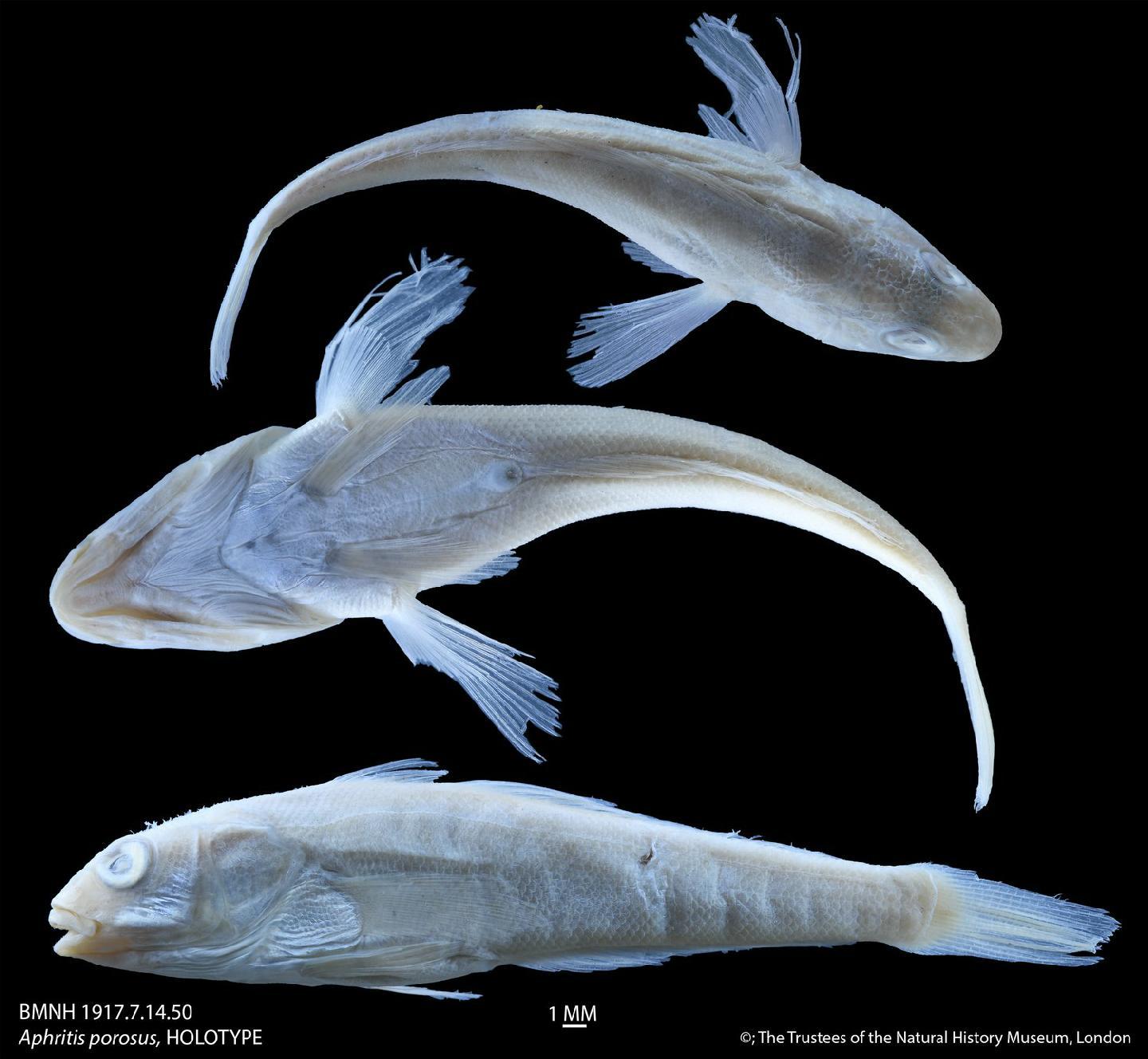 To NHMUK collection (Aphritis porosus Jenyns, 1842; HOLOTYPE; NHMUK:ecatalogue:2502669)