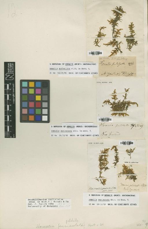 Pendulothecium auriculatum (Wilson) Enroth & S.He - BM001108095_a