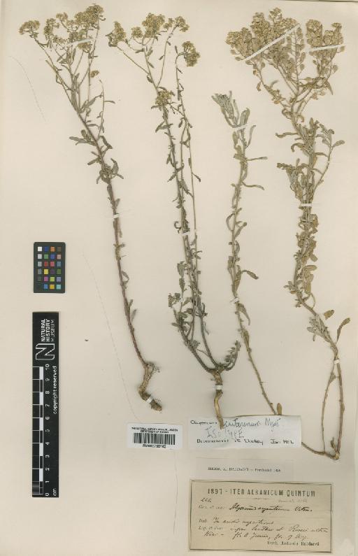 Alyssum bertolonii subsp. scutarium Nyár. - BM000750162