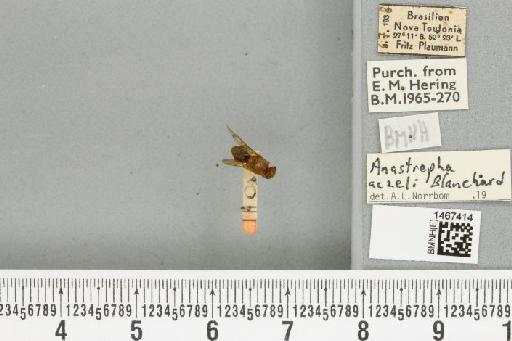 Anastrepha aczeli Blanchard, E.E., 1961 - BMNHE_1467414_40309