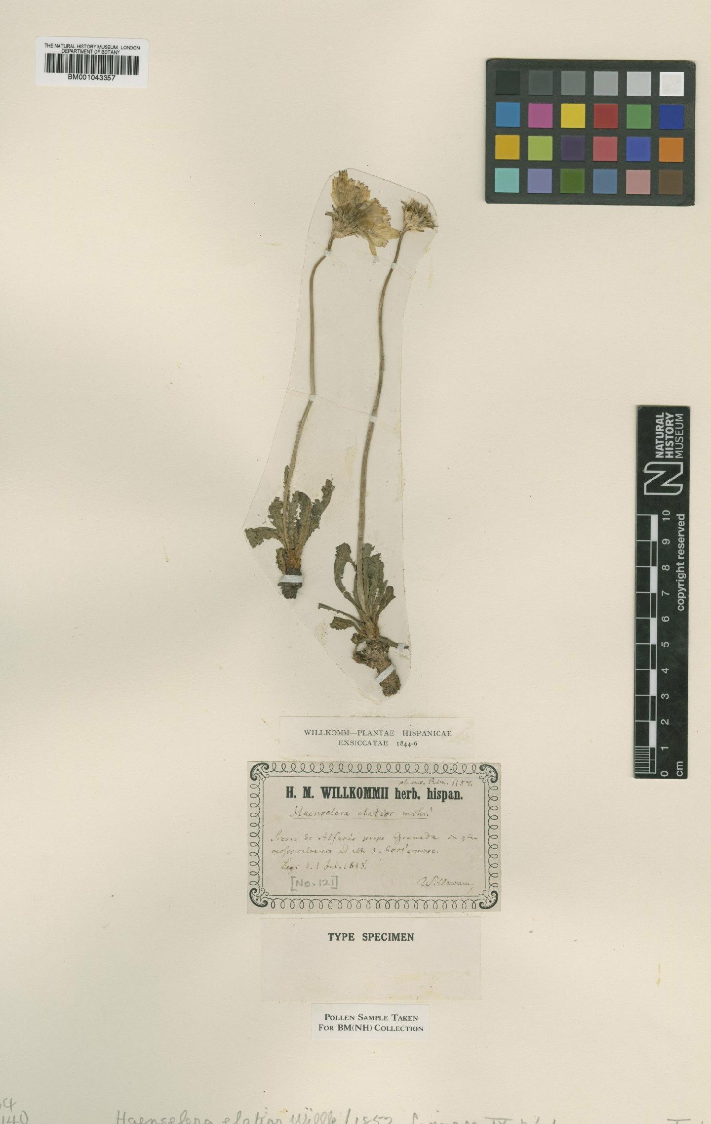 To NHMUK collection (Rothmaleria granatensis (Boiss. ex DC.) Font Quer; Type; NHMUK:ecatalogue:1995782)