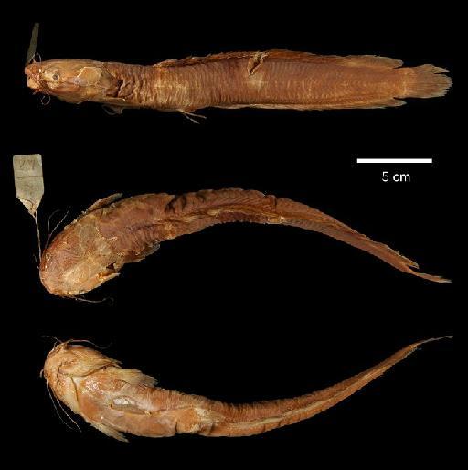 Clarias poensis Boulenger, 1908 - 1904.7.23.49; Clarias poensis; type; ACSI Project image