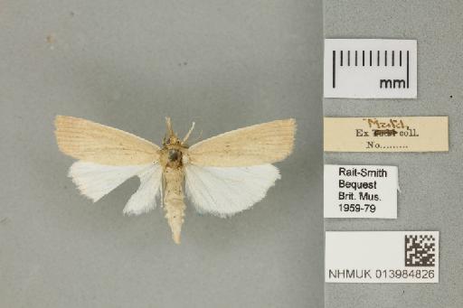 Calamotropha paludella (Hübner, 1824) - 013984826_151450_1082839