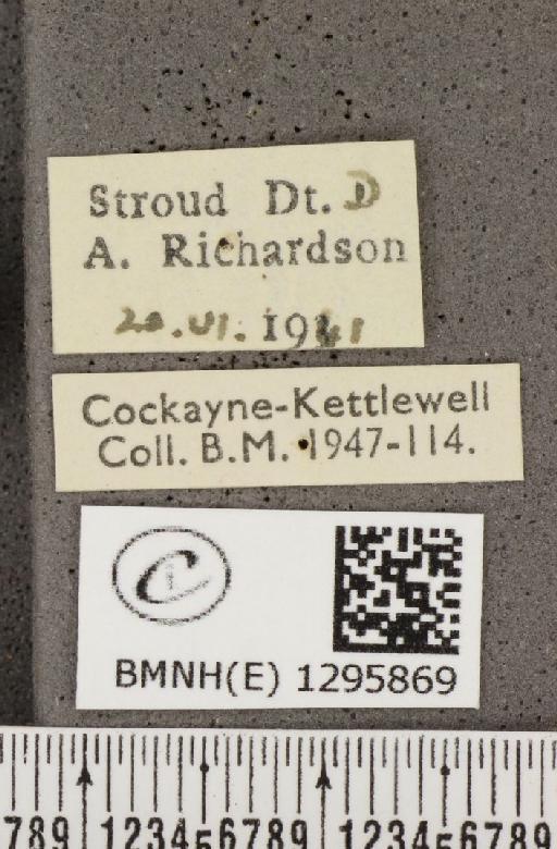 Maculinea arion eutyphron (Fruhstorfer, 1915) - BMNHE_1295869_label_133668