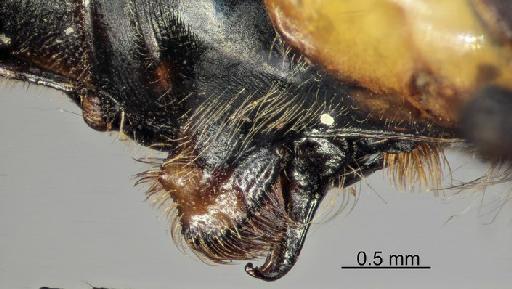 Macromia aculeata Fraser, 1927 - Macromia_aculeata-BMNHE_1242049-holotype-lateral-secondary_genitalia-3.2x