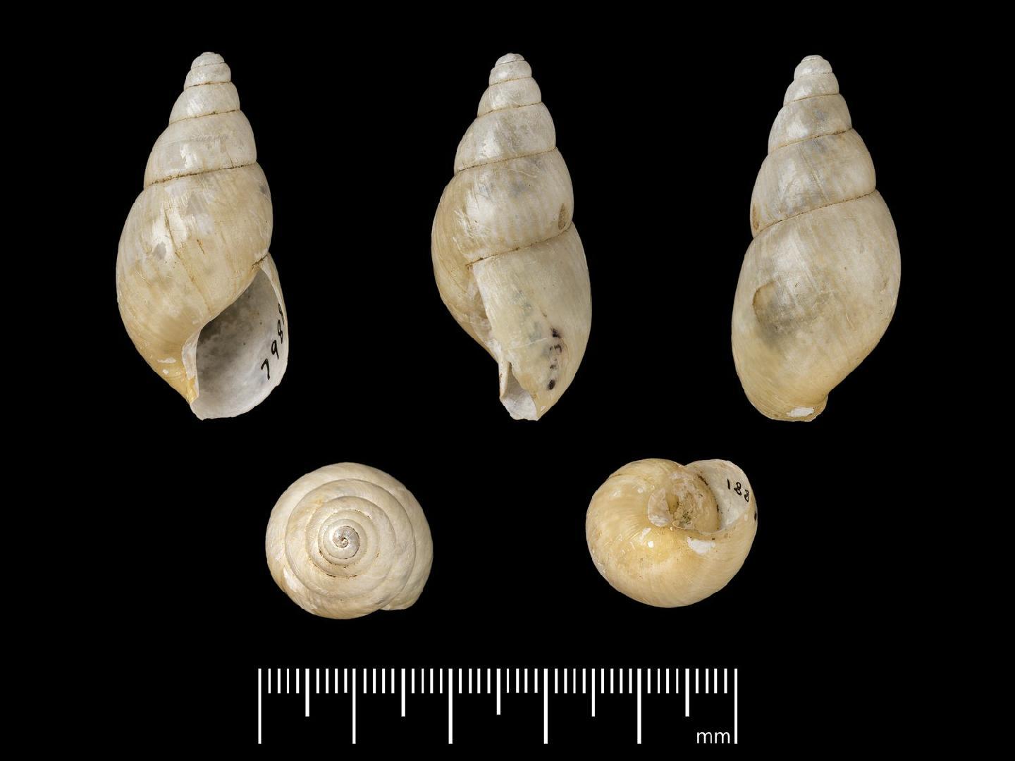 To NHMUK collection (Achatina mollicella Morelet, 1860; PARALECTOTYPE; NHMUK:ecatalogue:2853192)