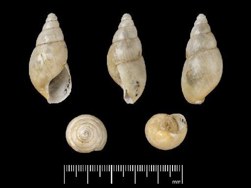 Achatina mollicella Morelet, 1860 - 1908.6.3.2, PARALECTOTYPE, Achatina mollicella Morelet, 1860