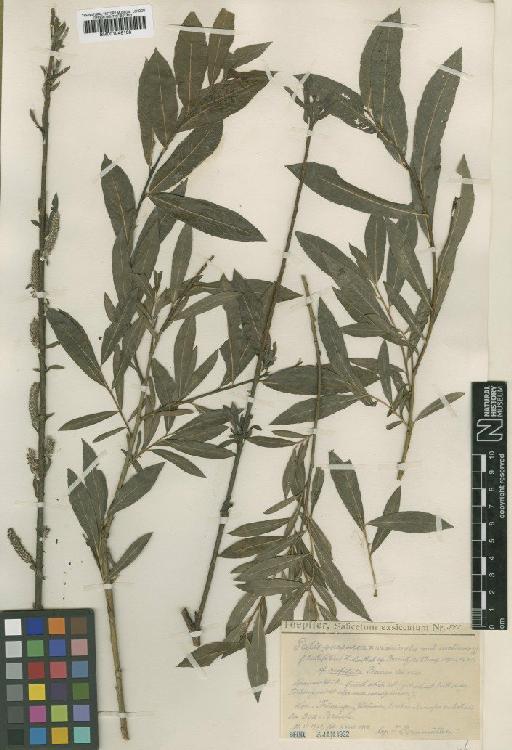 Salix purpurea L. - BM001046108
