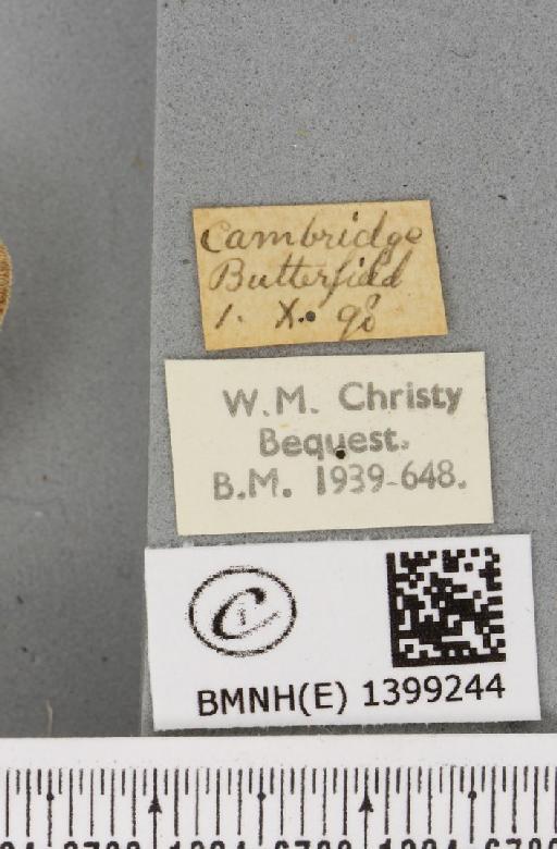 Trichiura crataegi (Linnaeus, 1758) - BMNHE_1399244_label_189624