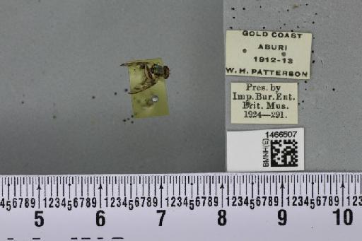 Ceratitis (Pterandrus) anonae Graham, 1908 - BMNHE_1466507_41664