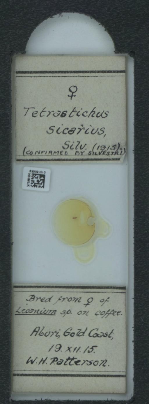 Aprostocetus (Aprostocetus) sicarius (Silvestri, F, 1915) - 010160559_118368_1621787