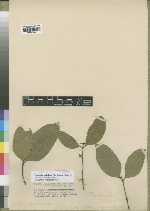 Hunteria umbellata (Schum) Hallier f. - BM000925693