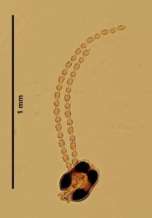 Triommata coccotroctes Barnes, 1931 - Triommata_coccotroctes-251841-head