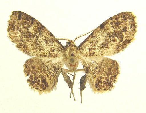Ectropidia Warren, 1895 - Ectropidia sp 12414