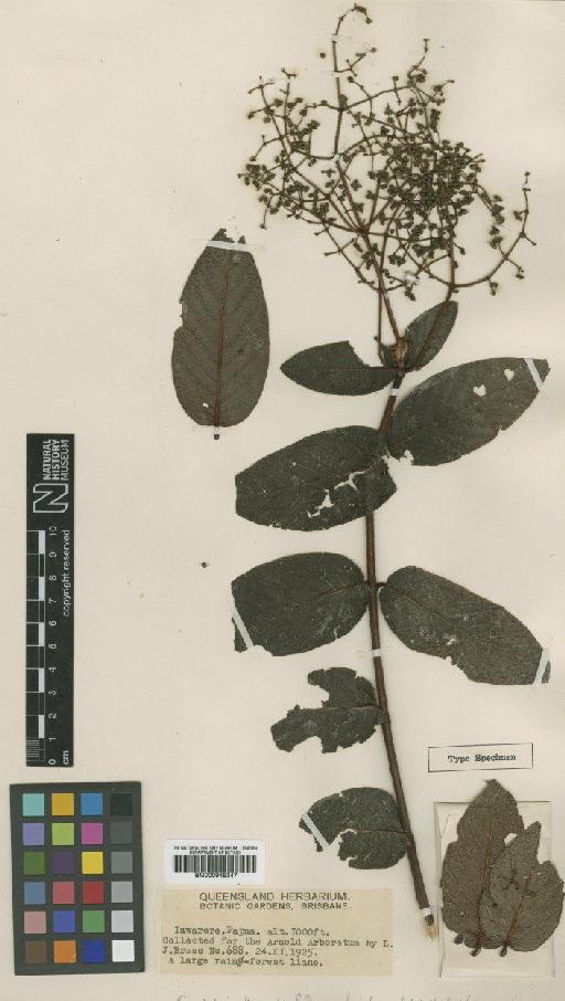 Psychotria brassii S.Moore - BM000945347