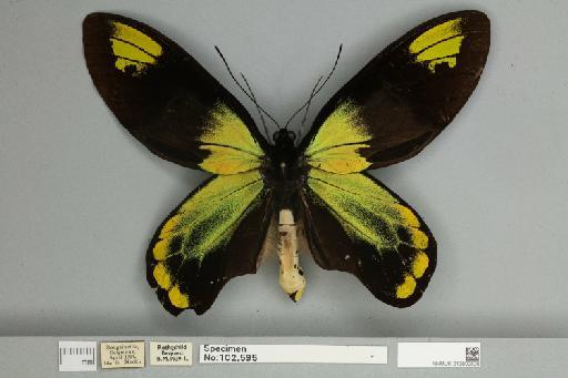 Ornithoptera victoriae regis Rothschild, 1895 - 013602526__