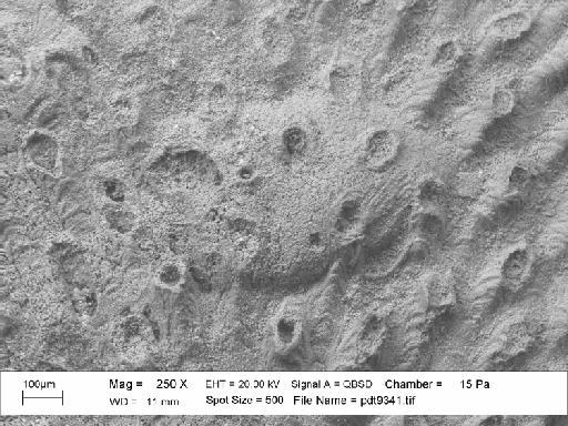 Mesonopora bernardwalteri Martha et al., 2019 - PI BZ 8181 - Mesonopora bernardwalteri