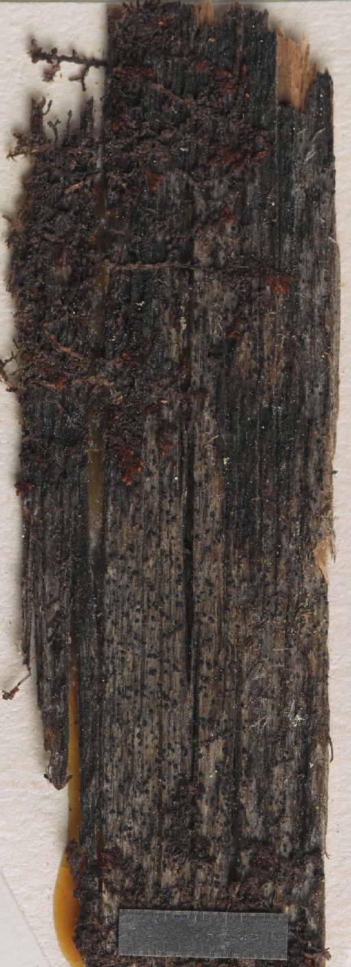 Biatorella epiphaetora (Vain.) comb. ined. - BM001096121_a